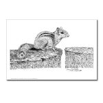 Chipmunk Pen and Ink Postcard by NANCE